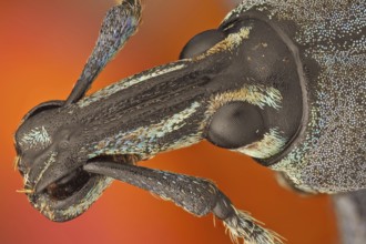 These weevils are among the most colorfull ones in the world