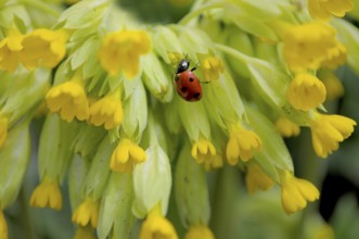 Common cowslip (Primula veris) in the garden. Ladybird with primroses, seven-spott ladybird