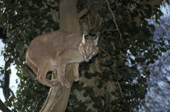 Caracal (caracal caracal), Adult standing in Tree