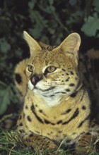 SERVAL (leptailurus serval), ADULT LAYING DOWN ON GRASS