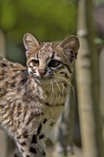 Tiger Cat or Oncilla (leopardus tigrinus), Portrait of Adult