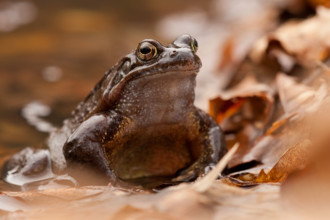 Common frog (Rana temporaria) Rhineland-Palatinate, Germany, Europe