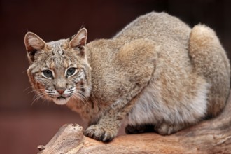 Bobkatze (Lynx rufus) (Felis rufa)