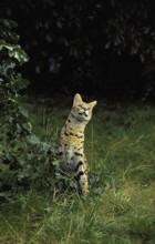 SERVAL (leptailurus serval), ADULT STANDING ON GRASS