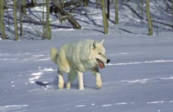 Arctic Wolf (canis lupus tundrarum), Adult standing on Snow, Alaska