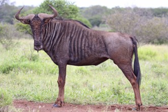 Blue wildebeest (Connochaetes taurinus), S