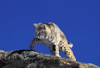 BOBCAT (lynx rufus), ADULT STANDING ON ROCK, CANADA