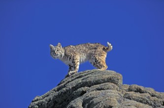 BOBCAT (lynx rufus), ADULT STANDING ON ROCK, CANADA
