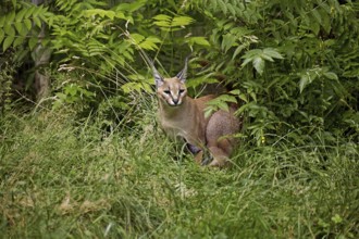 caracal (CARACAL caracal) ADULT