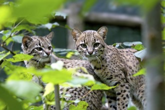Geoffroy's Cat, oncifelis geoffroyi