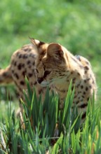 Serval (Felis serval)