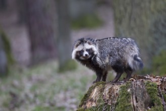 Marderhund, Nyctereutes procyonoides, common raccoon dog
