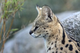 Serval