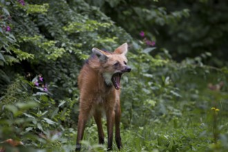 Maned wolf, Chrysocyon brachyurus, maned wolf