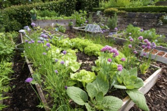 Garden with herbs