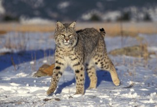 BOBCAT (lynx rufus), ADULT STANDING ON SNOW, CANADA
