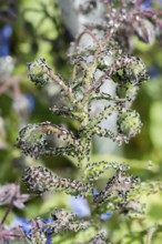A swarm of flying ants gather on a floral plant