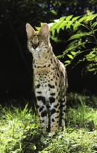 SERVAL (leptailurus serval), ADULT STANDING ON GRASS
