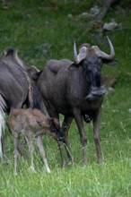 Black Wildebeest (connochaetes gnou), Female with Calf standing on Grass