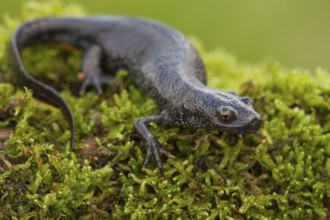 Northern crested newt (Triturus cristatus), Rhineland-Palatinate, Germany, Europe