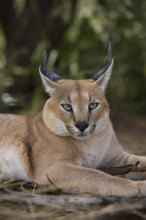 Caracal (caracal caracal)