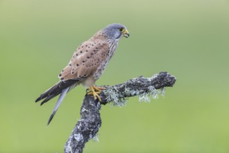 Common kestrel (Falco tinnunculus) m, Spain, Europe