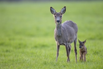 European roe deer (Capreolus capreolus) stand in a meadow and observe the photographer (European