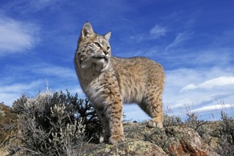 Bobcat (lynx rufus), Adult standing on Rocks, Canada, North America