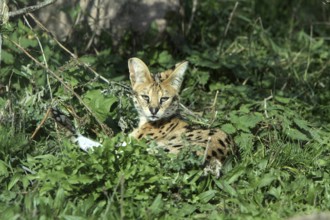 Serval