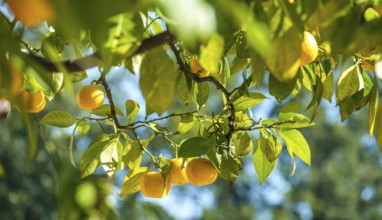 Citrus fruits