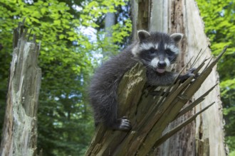 Raccoon (Procyon lotor) , Young animal, Lower Saxony, Germany, Europe