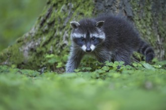Raccoon (Procyon lotor) , Young animal, Lower Saxony, Germany, Europe