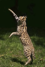 Serval (leptailurus serval), adult chasing bird