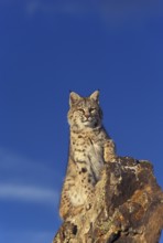 BOBCAT (lynx rufus), ADULT STANDING ON ROCK, CANADA