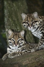 Ocelot (leopardus pardalis), pair of adults on tree trunk