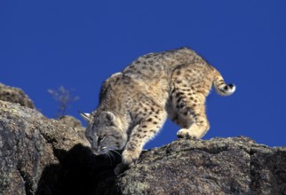 Bobcat (lynx rufus), Adult on Rocks, Canada, North America