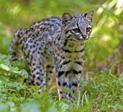 Tiger Cat or Oncilla (leopardus tigrinus), Adult on Grass