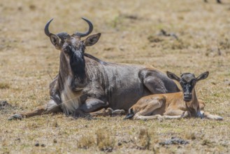 Wilderbeast, Gnu (Connochaetes taurinus)