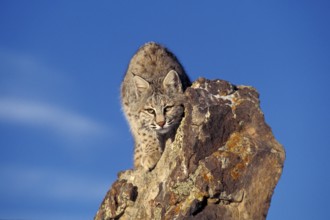 BOBCAT (lynx rufus), ADULT CAMOUFLAGED ON ROCK, CANADA