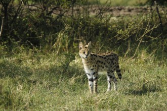 Serval (leptailurus serval), Masai Mara Park in Kenya