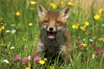 Red Fox (vulpes vulpes), Cub in Flowers, Normandy