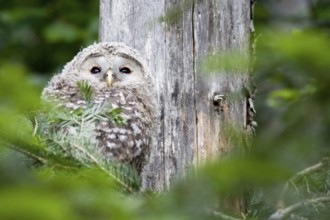 Young ural owl