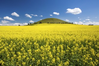Canola fields shine on a clear sunny day near Smeaton in the Victorian goldfields, Australia,