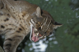 ASIENISCHE GOLDKATZE ODER TEMMINK-KATZE catopuma temmincki, ERWACHSENER