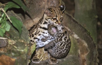 Margay (leopardus wiedii), MOTHER CARROW DICE