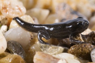Common toad (Bufo bufo), juvenile with tail