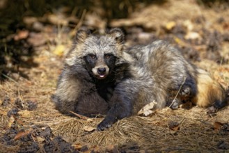 Tanuki