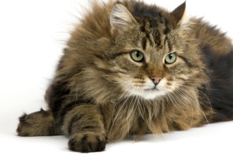 Angora Domestic Cat, Male against White Background