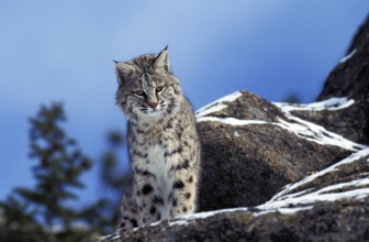 Bobcat (lynx rufus), Adult standing on Rock, Canada, North America