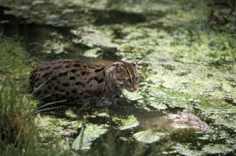 FISHING CAT (prionailurus viverrinus), ADULT IN WATER